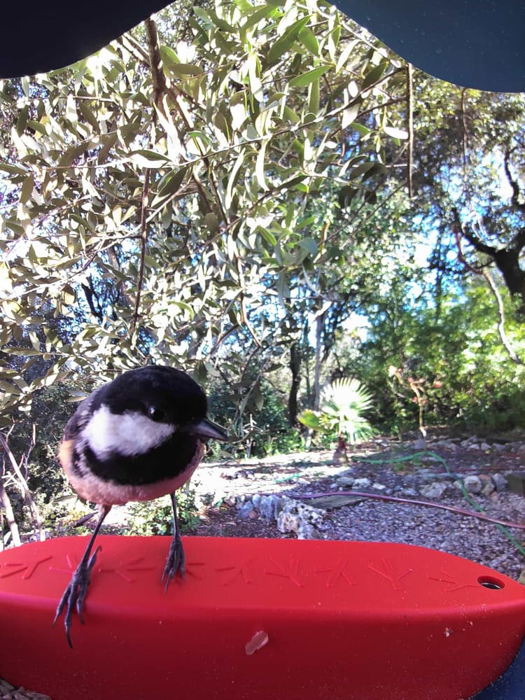 General Coal Tit comparison