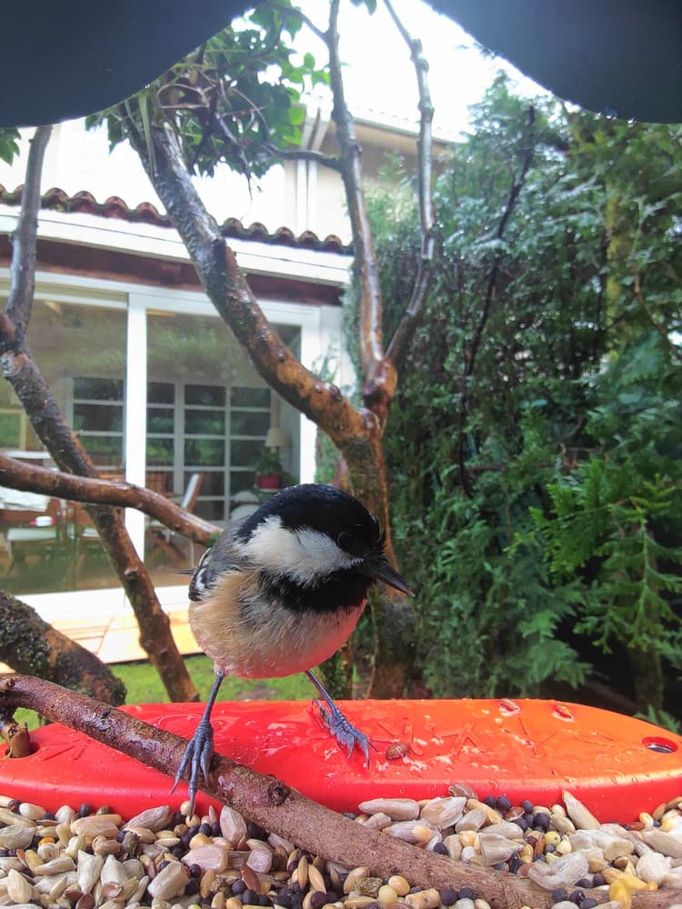 General Coal Tit comparison