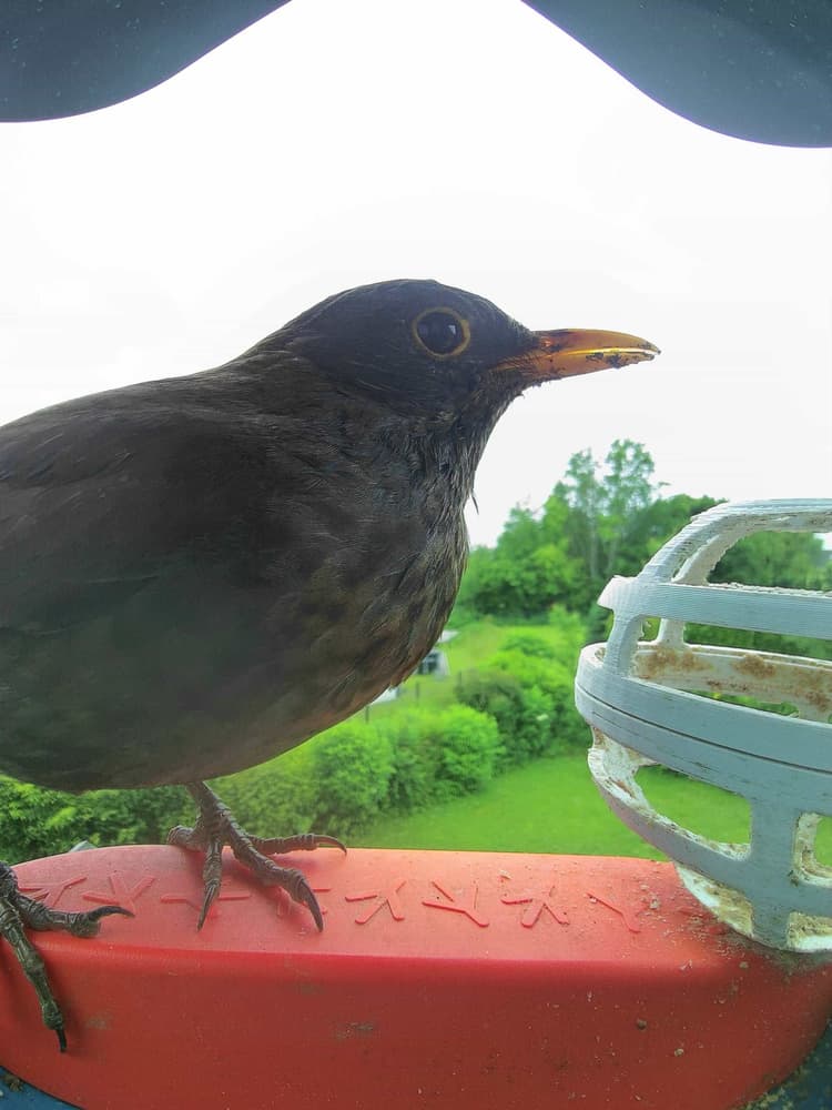 General Common Blackbird comparison