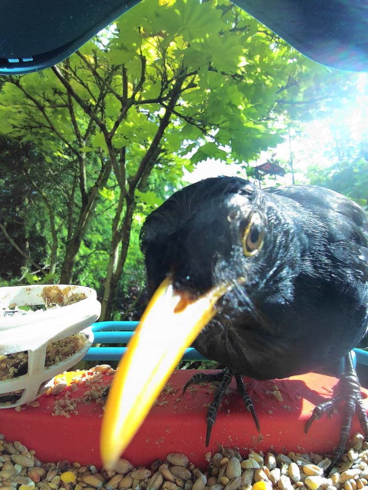 General Common Blackbird comparison