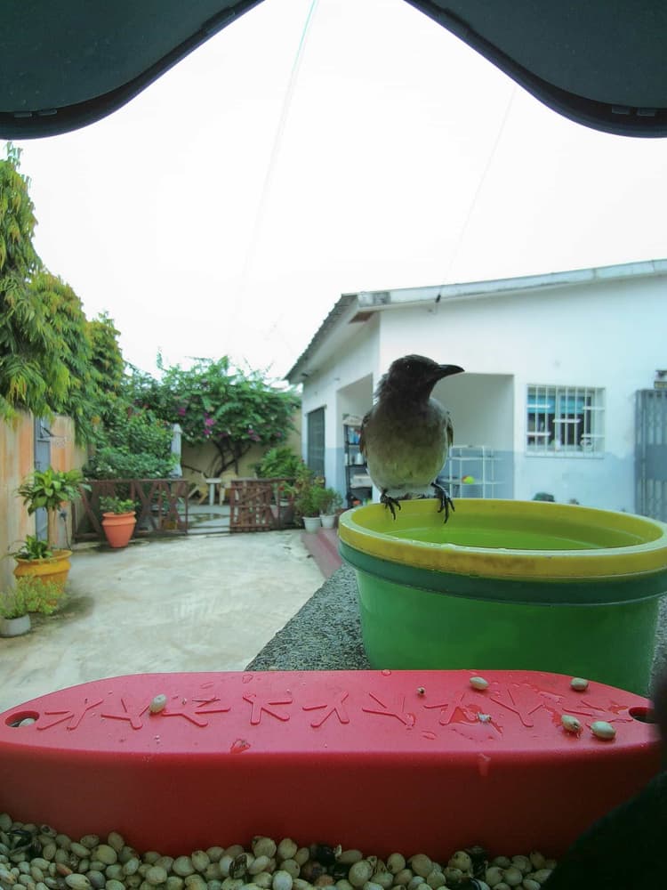 General Common Bulbul comparison