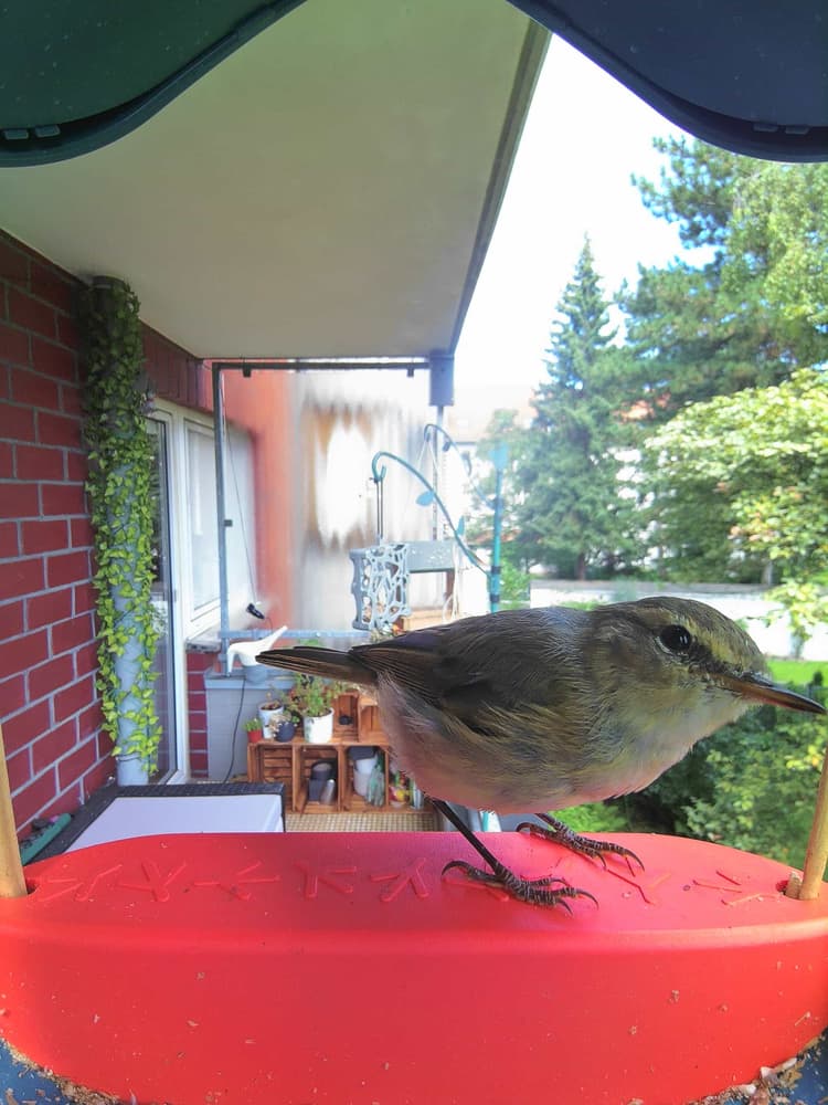 General Common Chiffchaff comparison