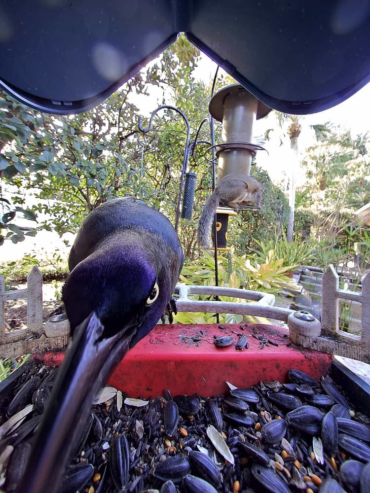 General Common Grackle comparison