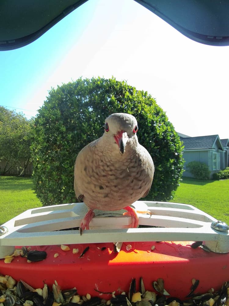 General Common Ground-Dove comparison