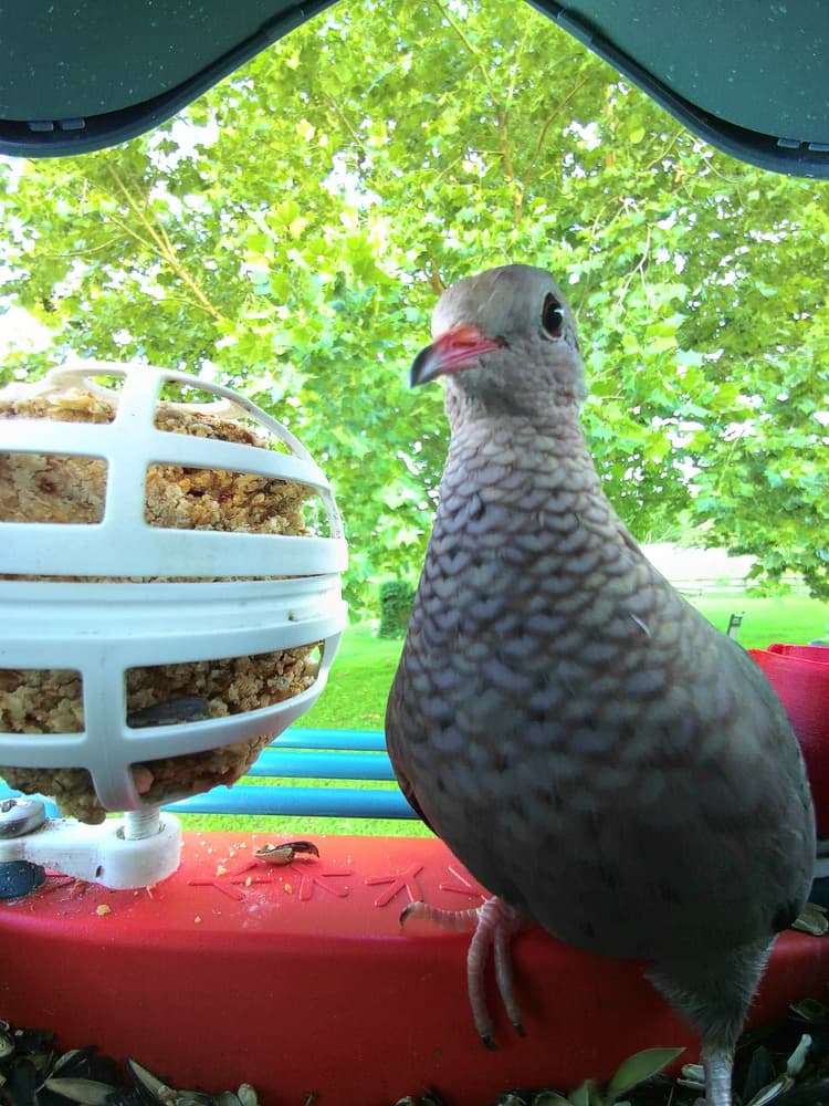 General Common Ground-Dove comparison