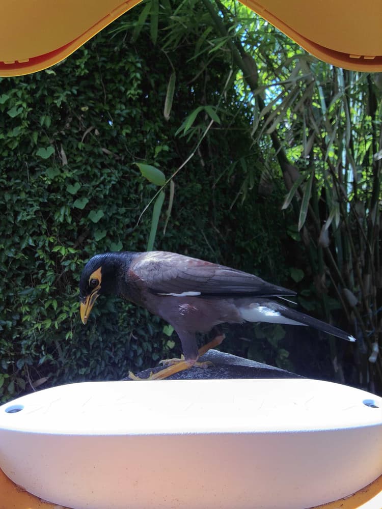 General Common Myna comparison