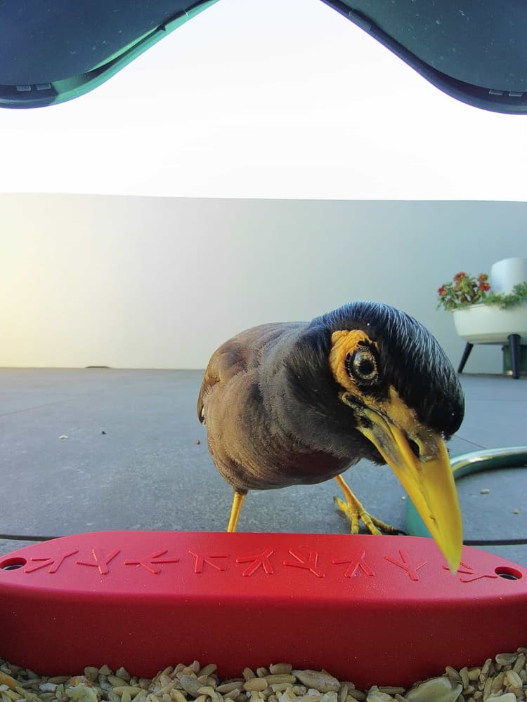 General Common Myna comparison