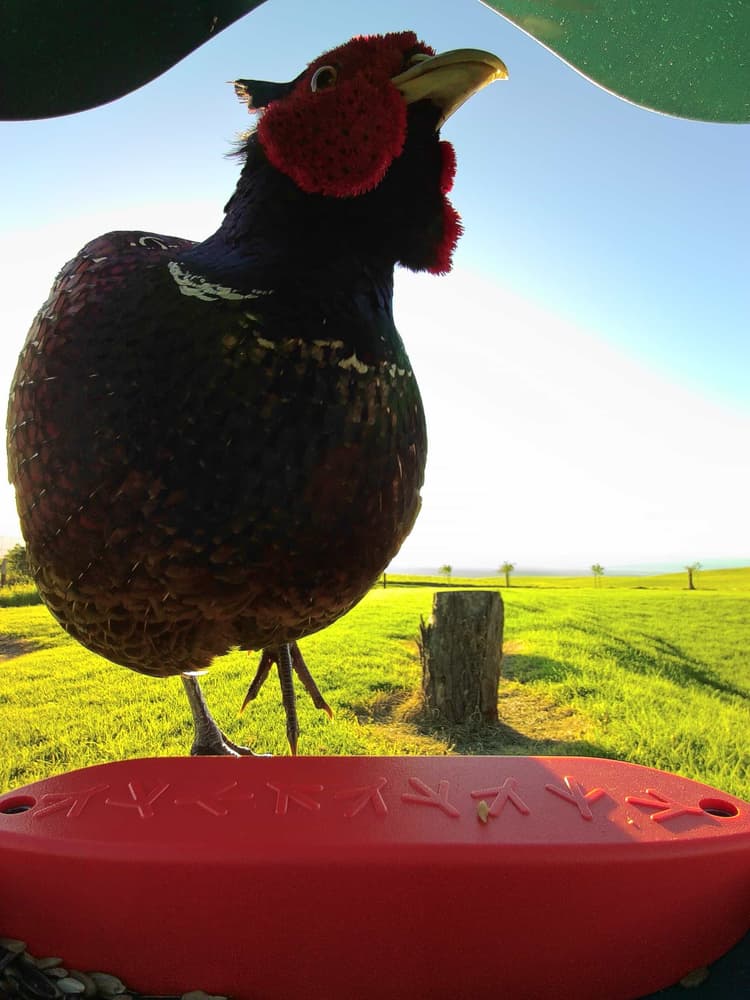 General Common Pheasant comparison