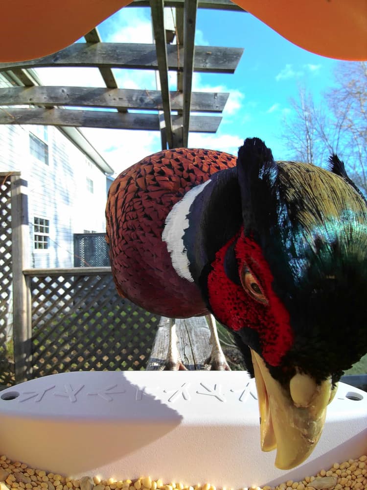 General Common Pheasant comparison