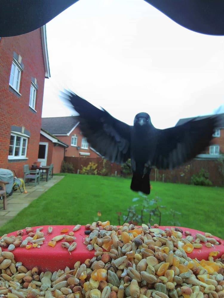 General Common Raven comparison