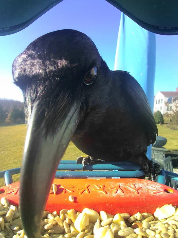 General Common Raven comparison