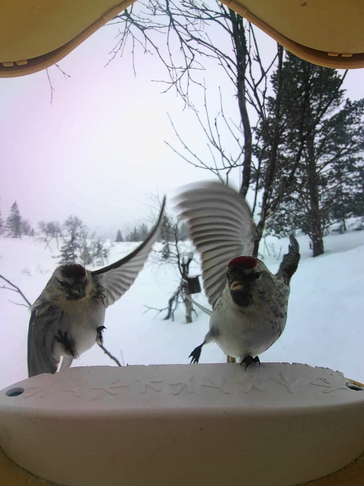 General Common Redpoll comparison