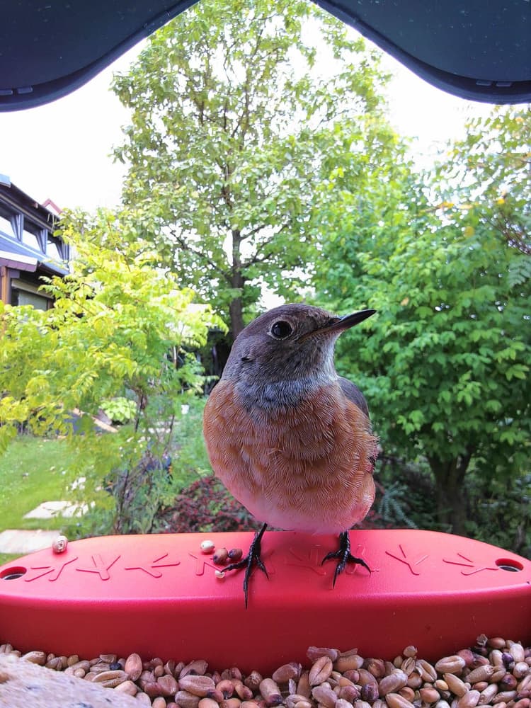 General Common Redstart comparison