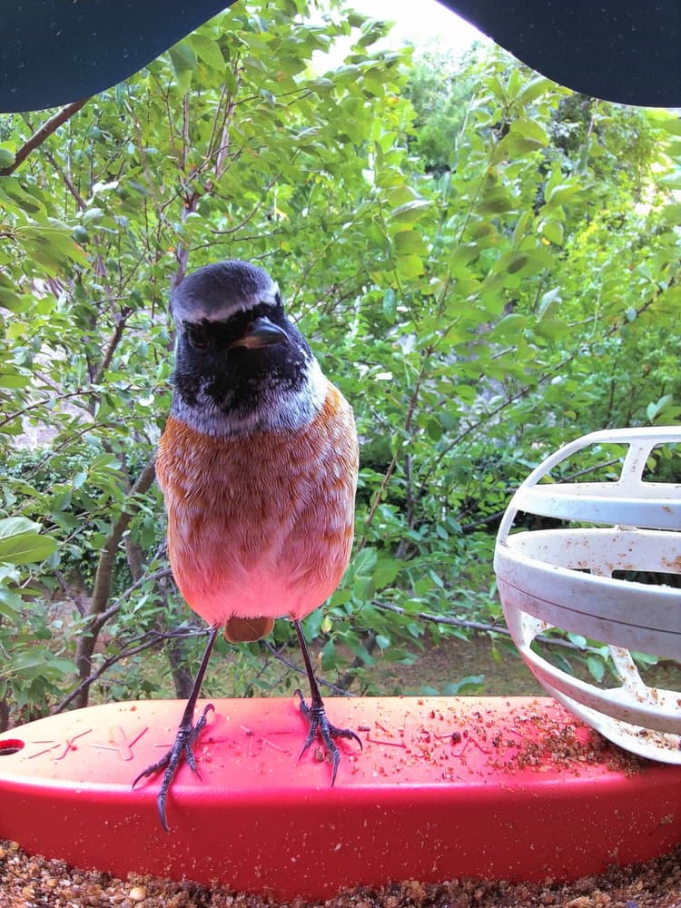 General Common Redstart comparison