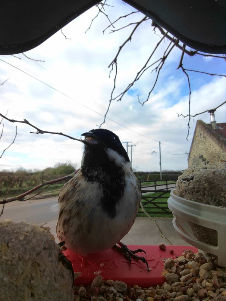General Common Reed Bunting comparison