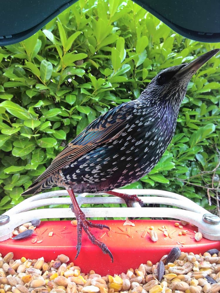 General Common Starling comparison