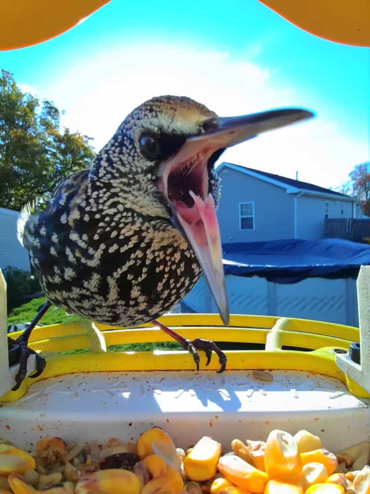 General Common Starling comparison