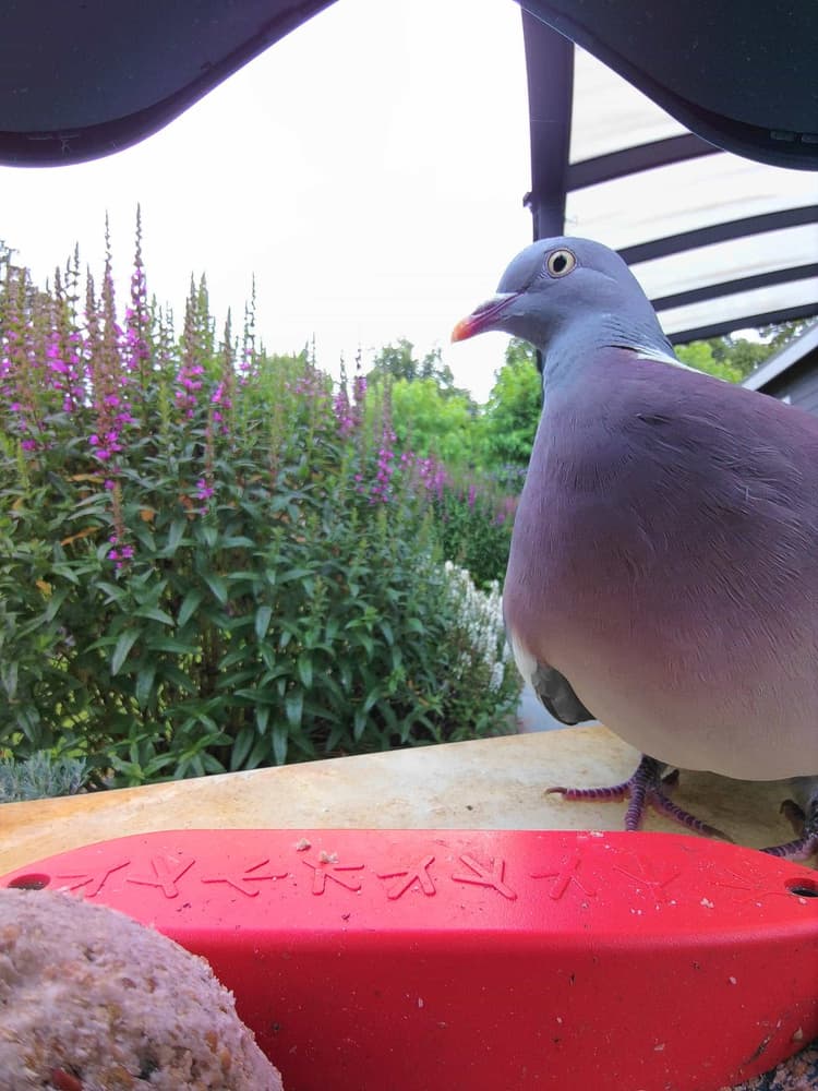 General Common Wood Pigeon comparison