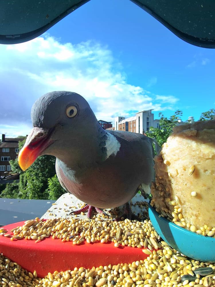 General Common Wood Pigeon comparison