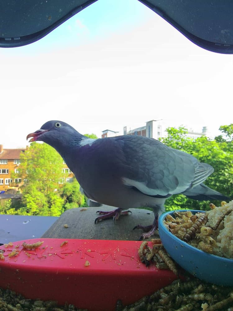 Adult female Common Wood Pigeon