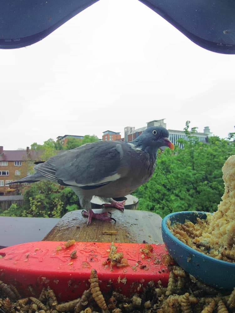 Juvenile Common Wood Pigeon