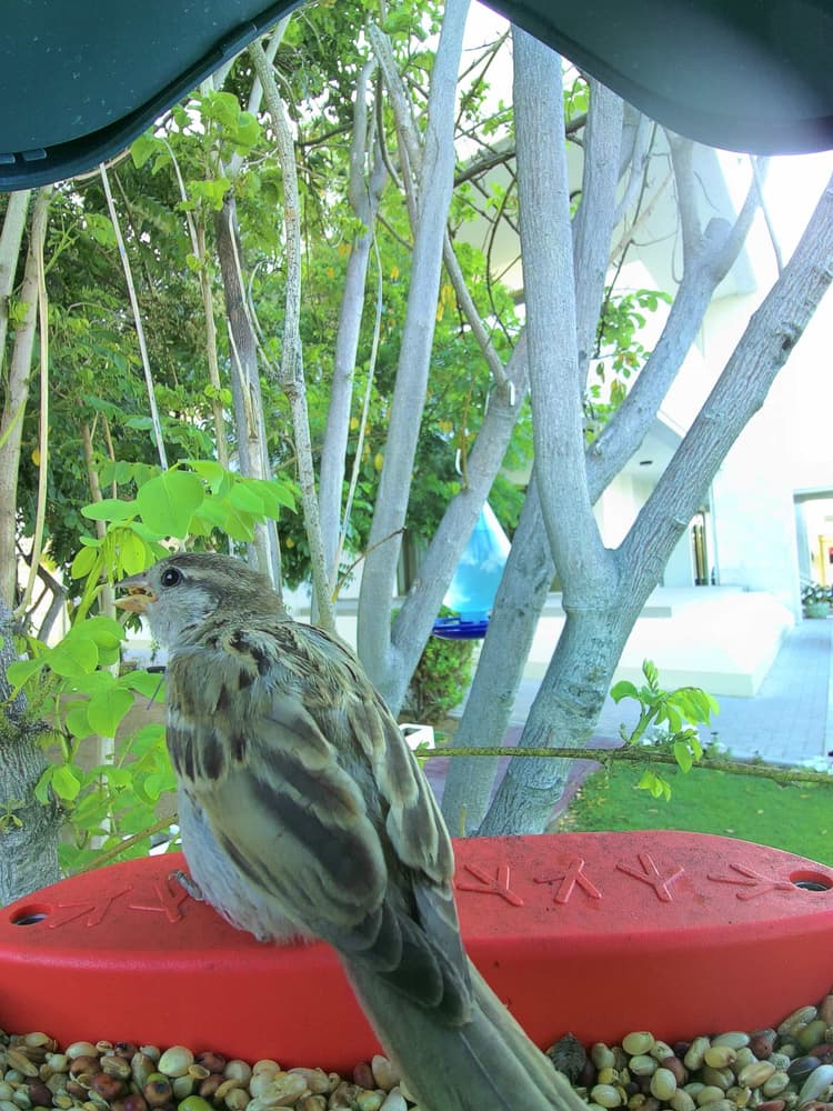 General Corn Bunting comparison