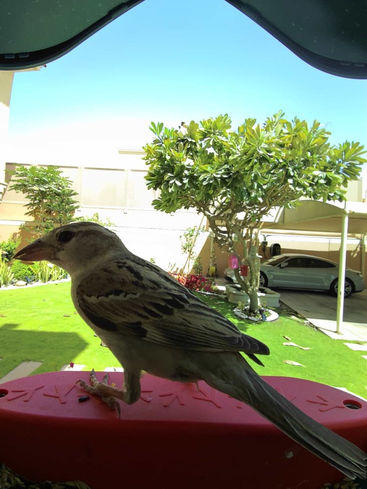 General Corn Bunting comparison