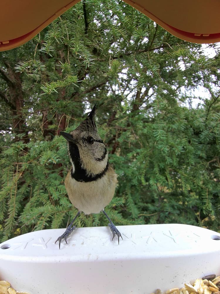 General Crested Tit comparison
