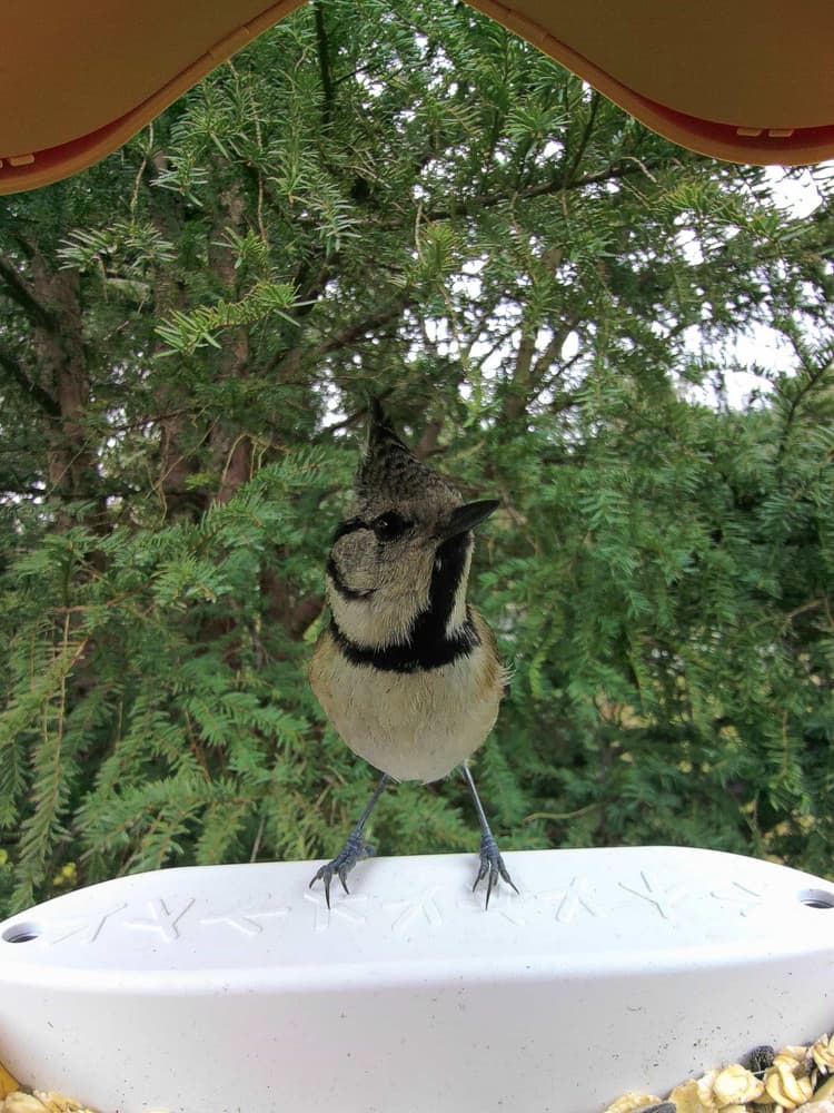 General Crested Tit comparison