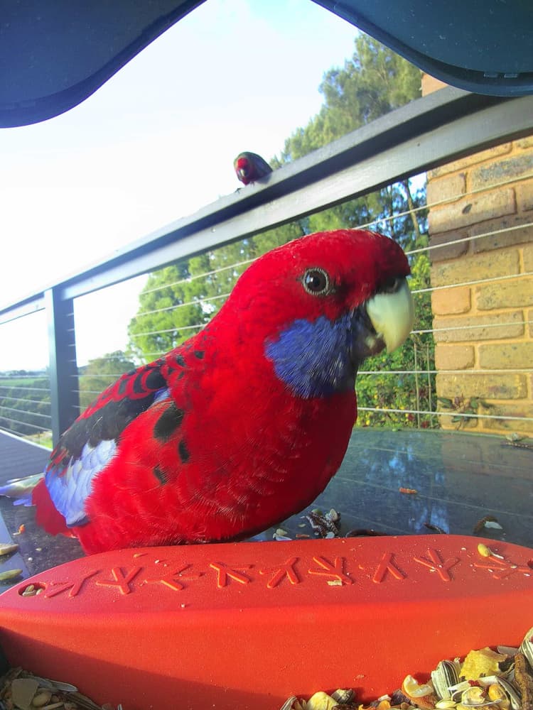 General Crimson Rosella comparison