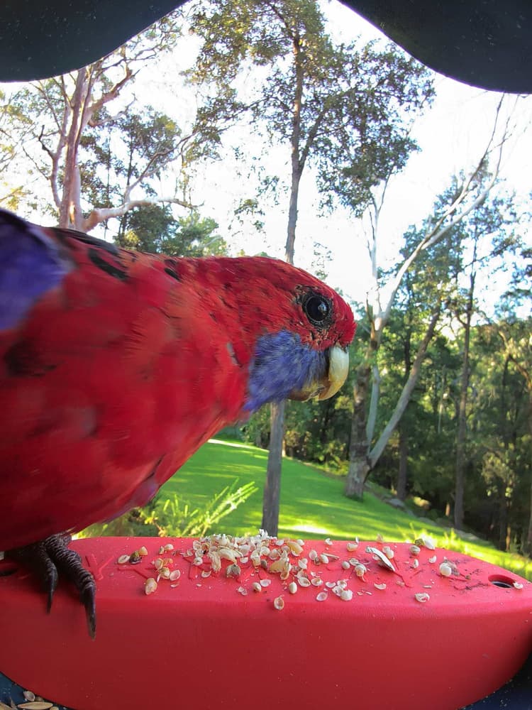 General Crimson Rosella comparison