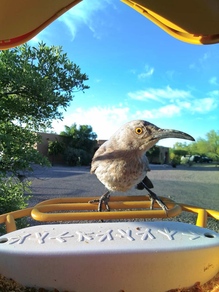 General Curve-Billed Thrasher comparison