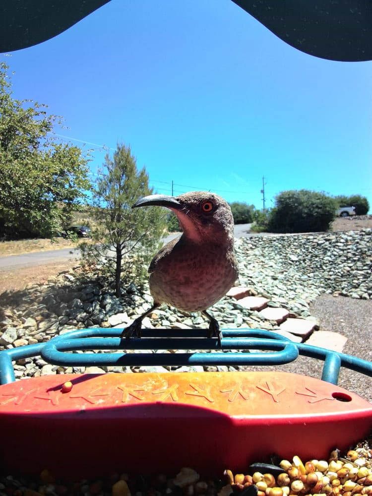 General Curve-Billed Thrasher comparison