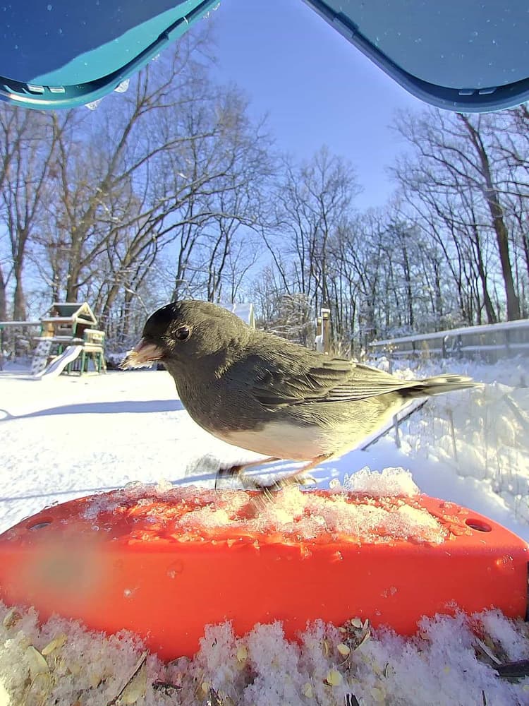 General Dark-Eyed Junco comparison