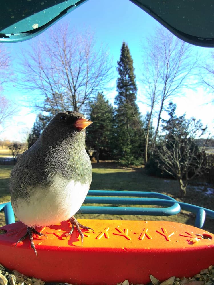General Dark-Eyed Junco comparison