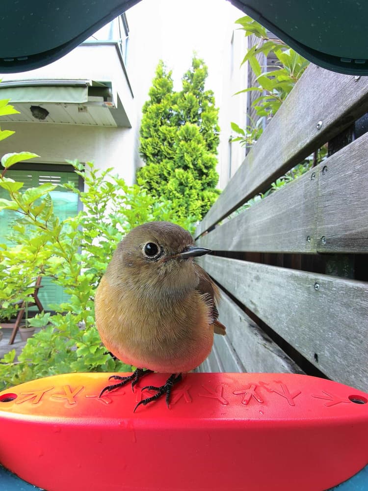 General Daurian Redstart comparison