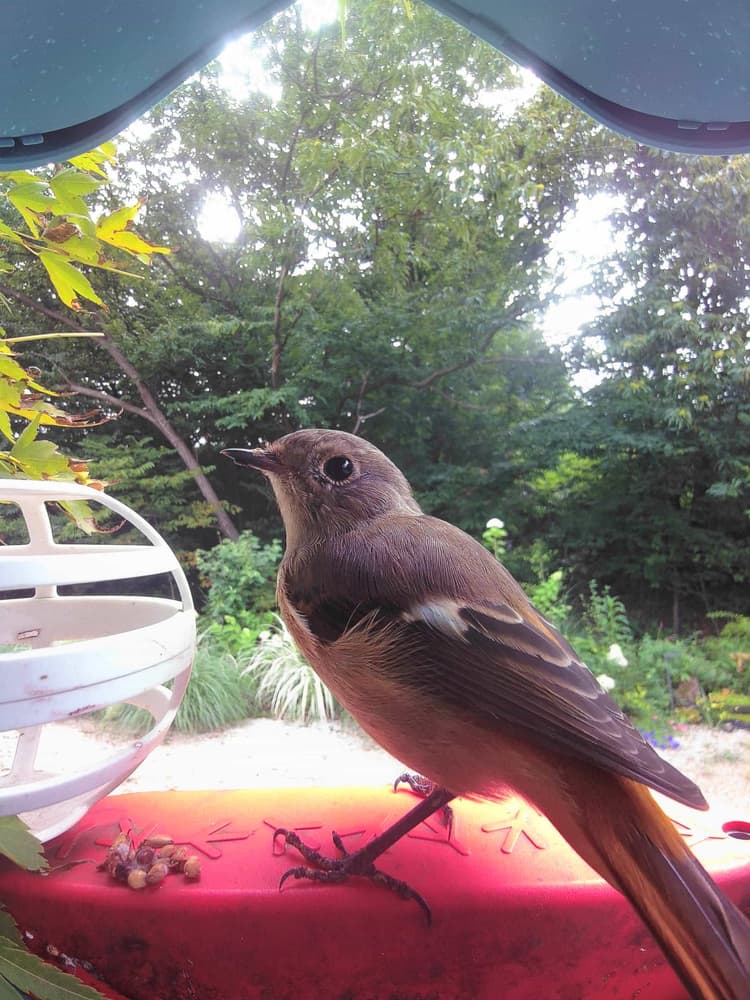 General Daurian Redstart comparison