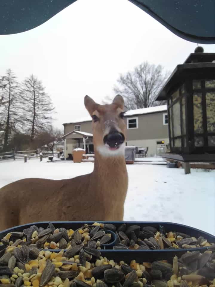 General Deer comparison