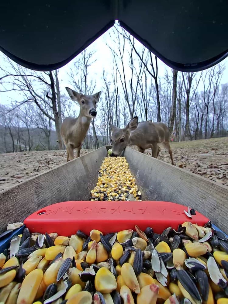 General Deer comparison