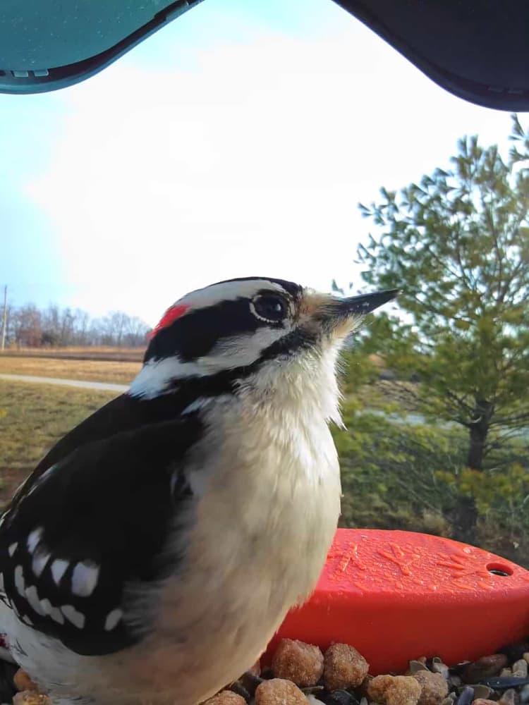 General Downy Woodpecker comparison