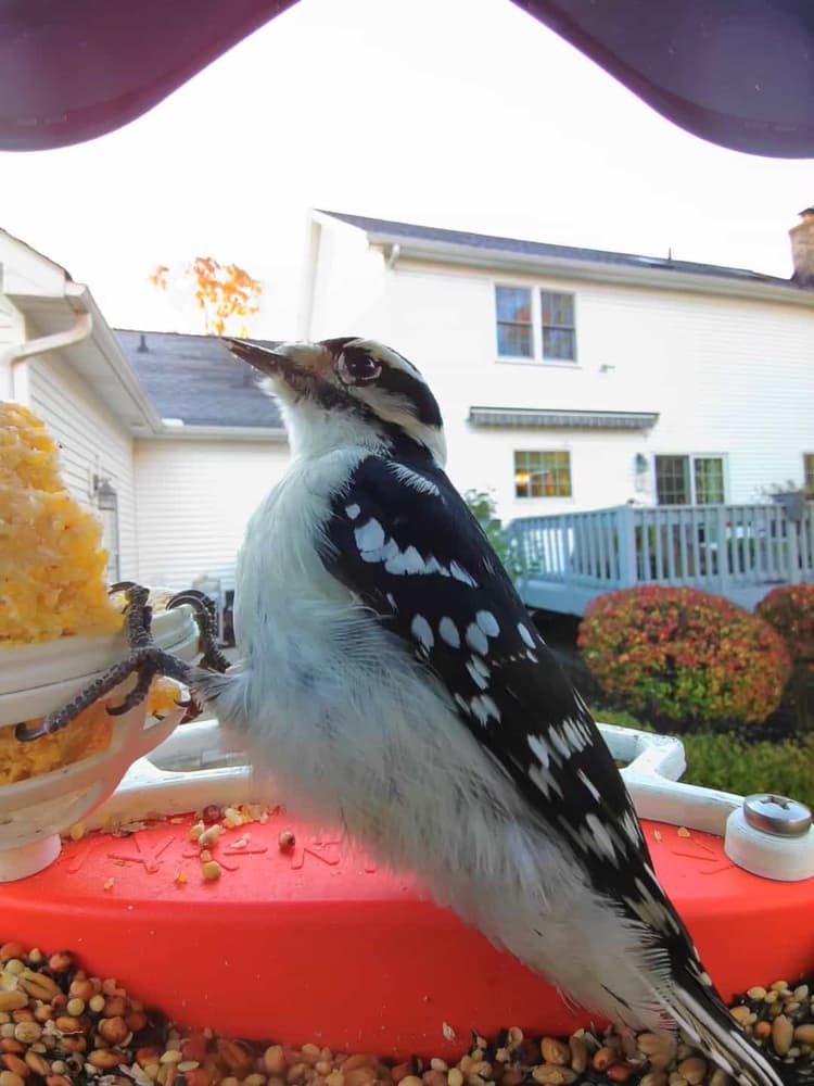 General Downy Woodpecker comparison