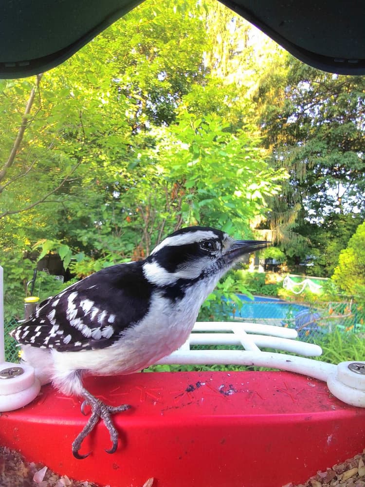 Adult female Downy Woodpecker
