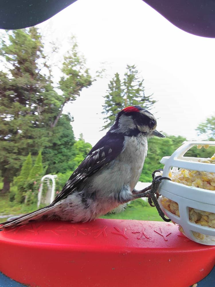 Adult male Downy Woodpecker