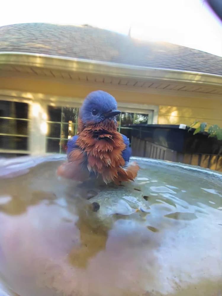 General Eastern Bluebird comparison