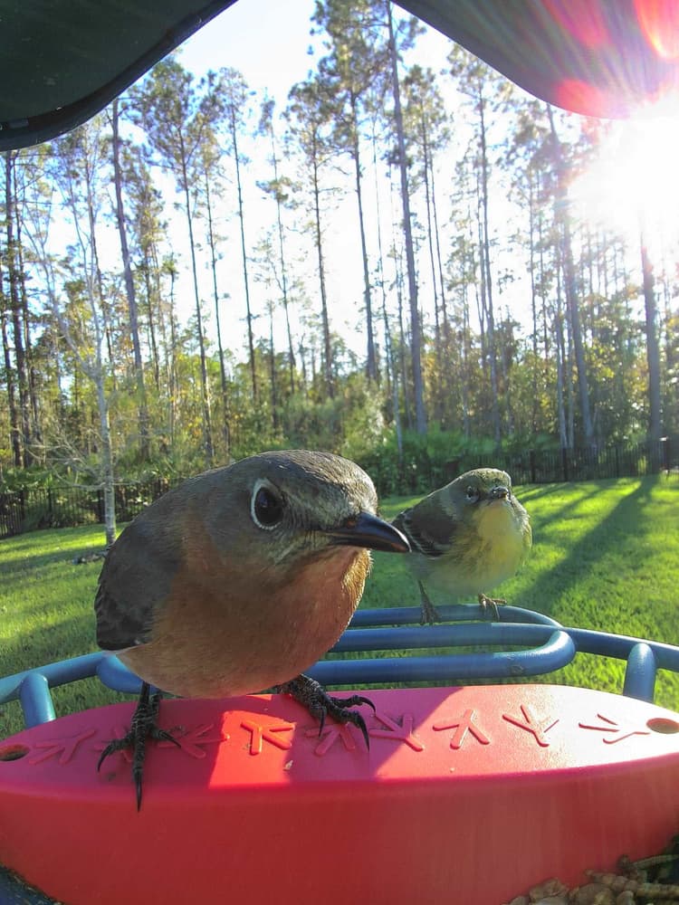 General Eastern Bluebird comparison