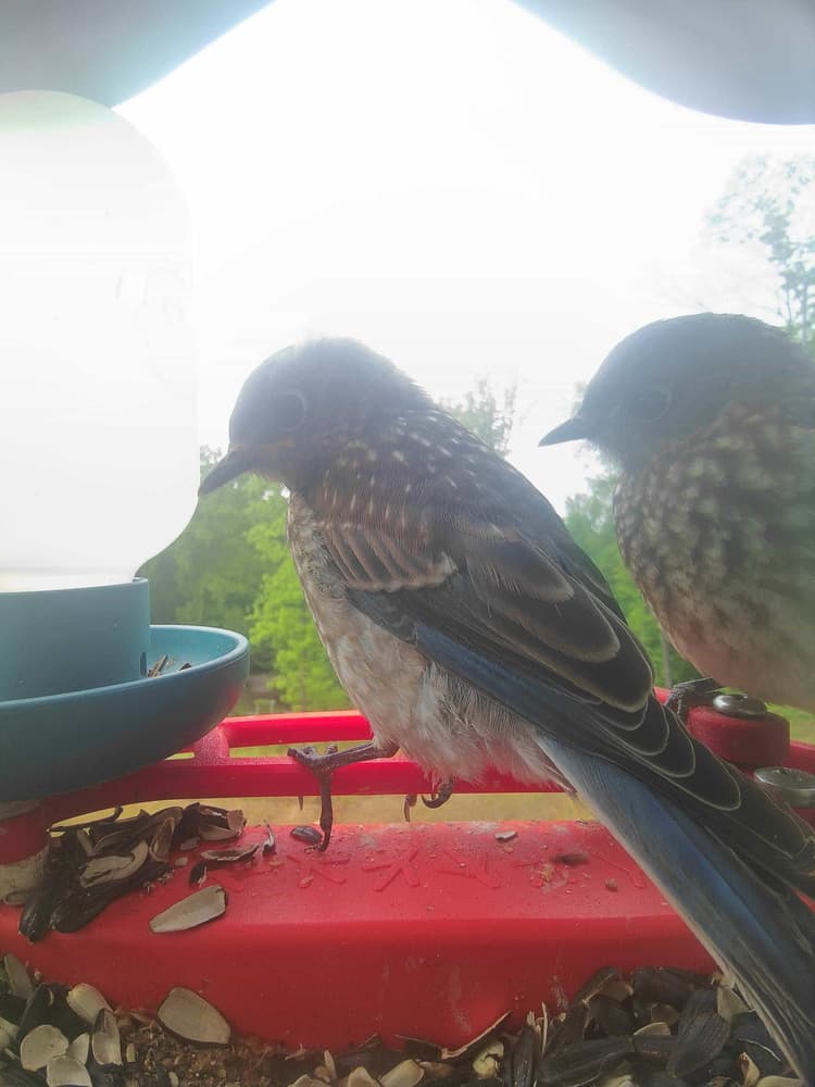 Juvenile Eastern Bluebird