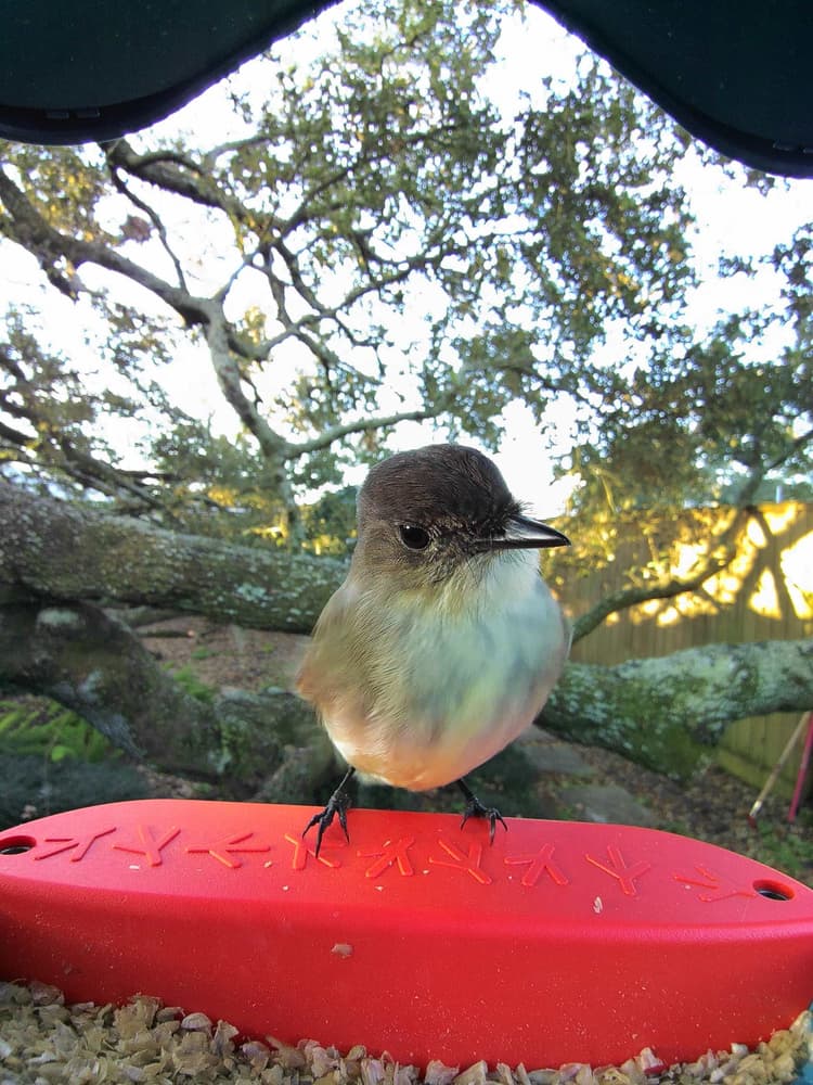 General Eastern Phoebe comparison
