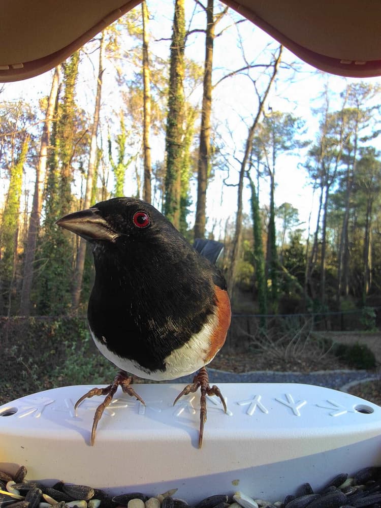 General Eastern Towhee comparison