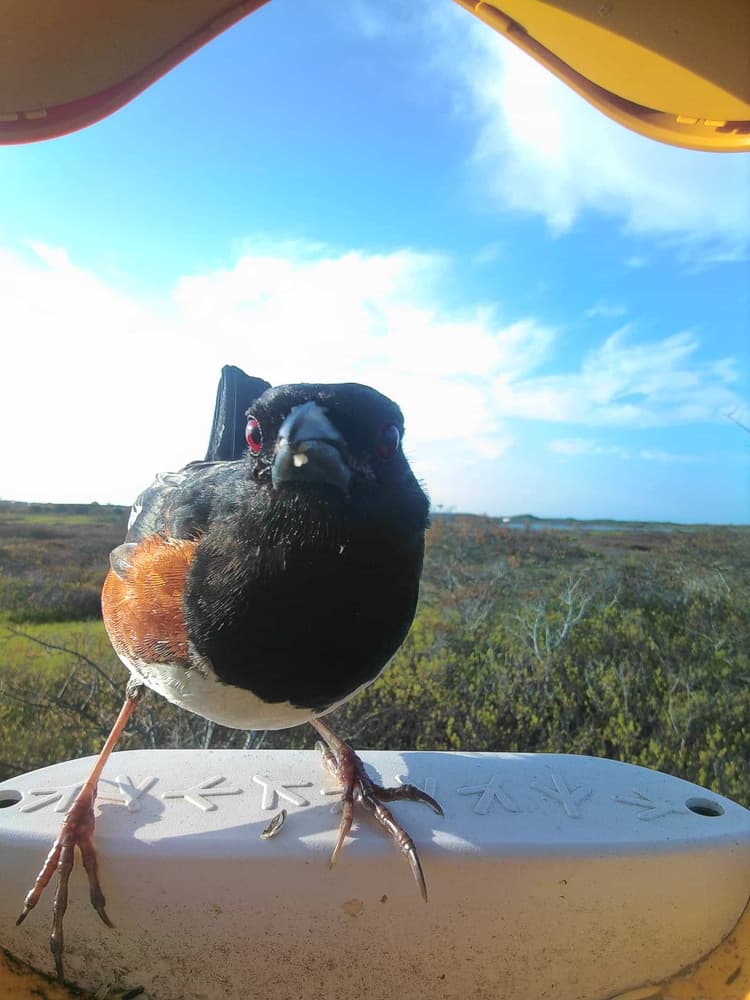 General Eastern Towhee comparison