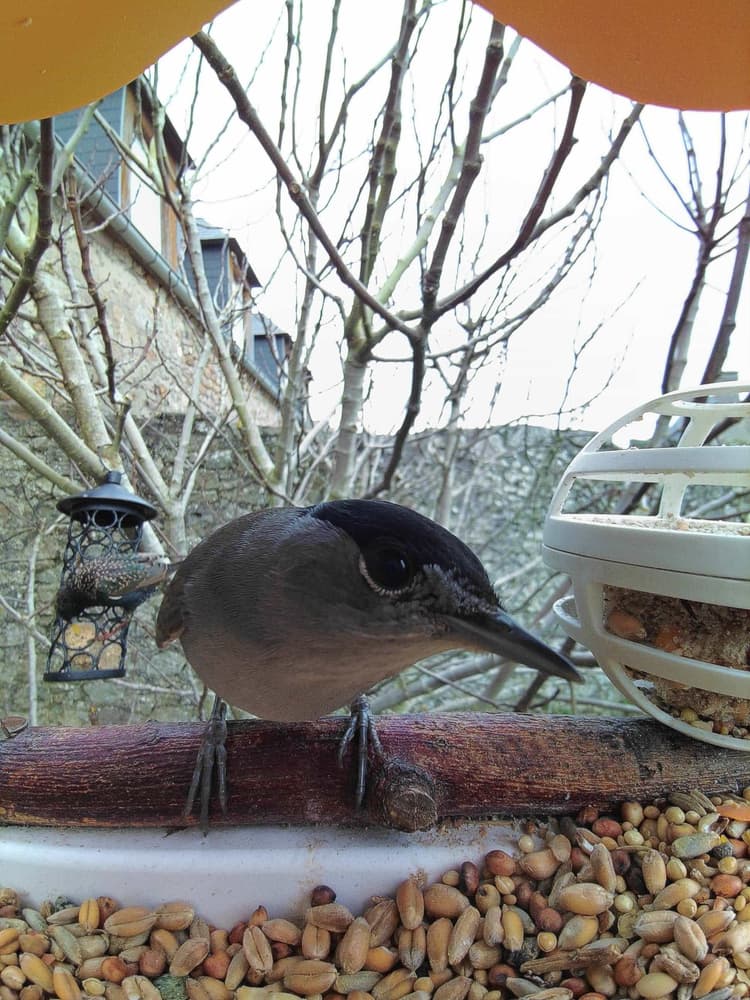General Eurasian Blackcap comparison